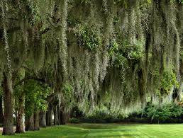 nola spanish moss